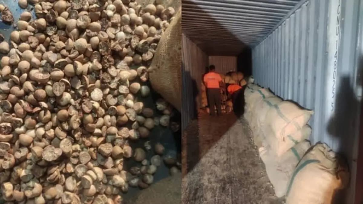 ED Probes Myanmar Areca Nut Smuggling Over ₹408.90 Crore Duty Loss