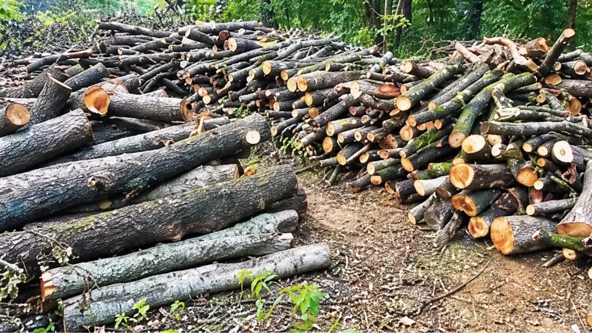 Karjat Forest Tree-Felling Halted Over ₹13,500-Crore Torrent Power Project