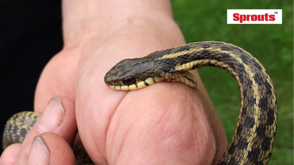 Kerala HC Orders State to Declare Snakebite a Notifiable Disease