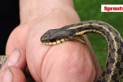 Kerala HC Orders State to Declare Snakebite a Notifiable Disease