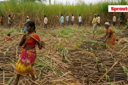 ₹22 Cr Gopinath Munde Welfare Scam Exposed in Sugar Cane Cutters Welfare Board