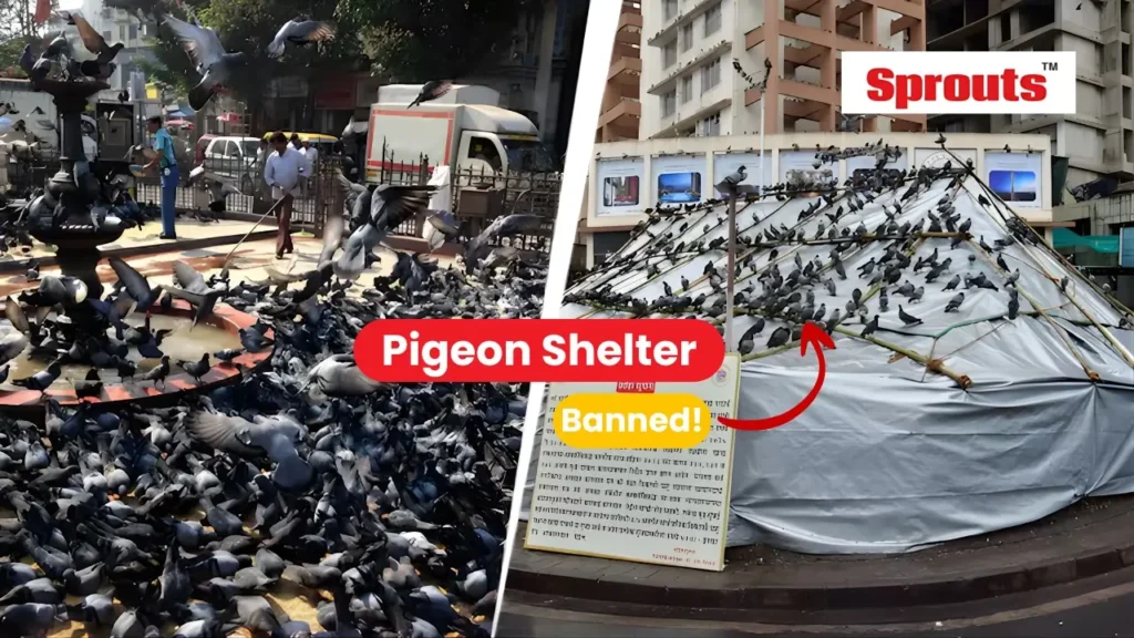 Mumbai Pigeon Shelter Ban Sparks Political and Religious Clash