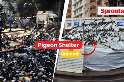 Mumbai Pigeon Shelter Ban Sparks Political and Religious Clash